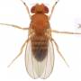 fly-drosophila.jpg